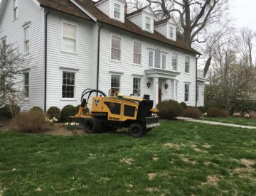 stump removal Fairfield, CT